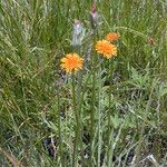 Agoseris aurantiaca عادت داشتن