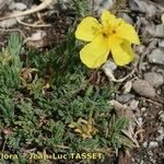 Helianthemum neopiliferum Habitus