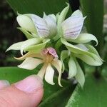 Prosthechea chacaoensis Kvet