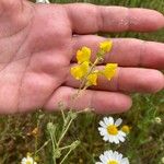 Linaria spartea Blüte