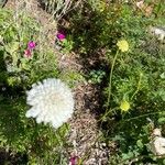 Scabiosa ochroleucaКветка