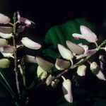 Polygala longicaulis Hábito