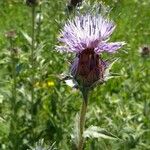 Carthamus caeruleus Flower