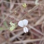 Desmodium scorpiurus Квітка