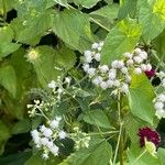 Ageratina altissima Flor