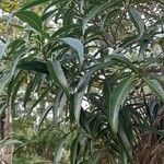 Tabernaemontana persicariifolia Leaf