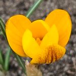 Crocus chrysanthus Flor