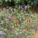 Ruellia simplex Blüte