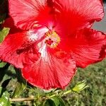 Hibiscus fragilis Květ