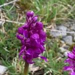 Orchis masculaBlomma