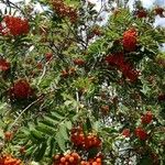 Sorbus aucuparia Blad