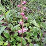 Pyrola asarifolia Flor