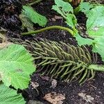 Gunnera tinctoria Frukt