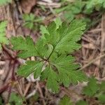 Geranium purpureumList