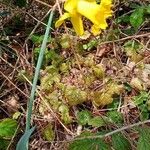 Narcissus pseudonarcissus Flower