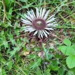 Carlina acaulis Žiedas