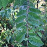 Ulmus davidiana Leaf