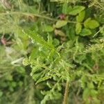 Phacelia ramosissima Liść