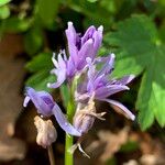 Scilla lilio-hyacinthusKwiat