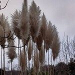 Cortaderia selloana Fleur