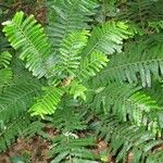 Phyllanthus mimosoides موطن