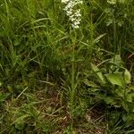 Filipendula vulgarisFlower