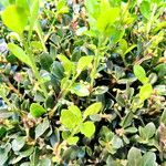 Ilex crenata অভ্যাস