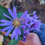 Symphyotrichum laeve Flower