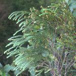 Erica arborescens Staniste