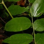 Phyllanthus skutchii Frunză