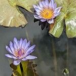 Nymphaea lotus Fleur