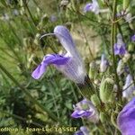 Salvia candelabrum फूल