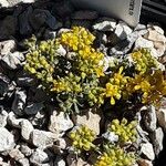 Alyssum aizoides Flower