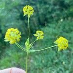 Bupleurum ranunculoides Цвят