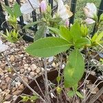 Rhododendron schlippenbachii Hoja