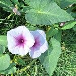 Ipomoea aquaticaFlower