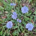 Cichorium endivia L.Žiedas