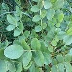 Sulla coronaria Leaf