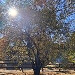 Prunus amygdalusPokrój