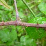 Rubus adscitus Övriga