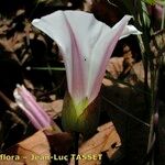 Calystegia × pulchra Кветка