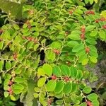 Breynia vitis-idaea Plod