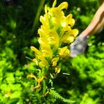 Pedicularis oederi Цвят