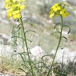 Erysimum ochroleucum Hábito