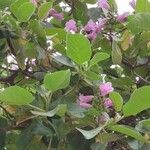 Delostoma integrifolium Žiedas
