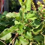 Fallopia baldschuanica Leaf