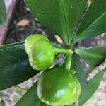 Cascabela gaumeri Fruit