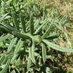 Cirsium eriophorumLeaf