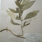 Rauvolfia serpentina その他の提案