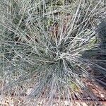 Festuca glauca Feuille